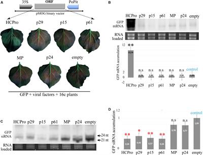 Citrus Leprosis Virus C Encodes Three Proteins With Gene Silencing Suppression Activity